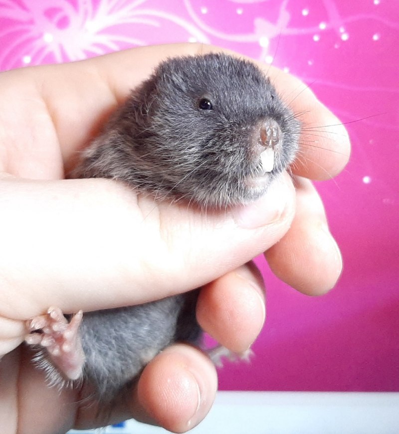 Слепушонок животное