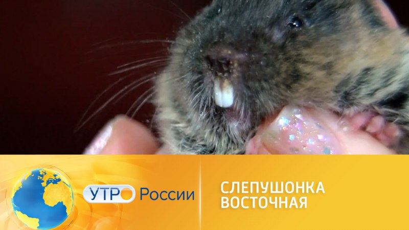 Слепушонка обыкновенная