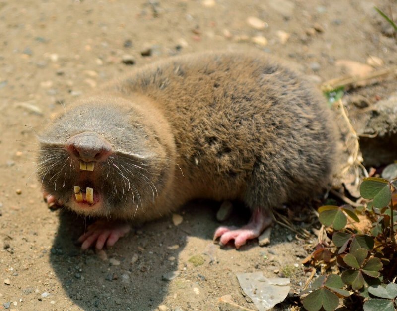 Равнинный Гофер (Geomys bursarius)