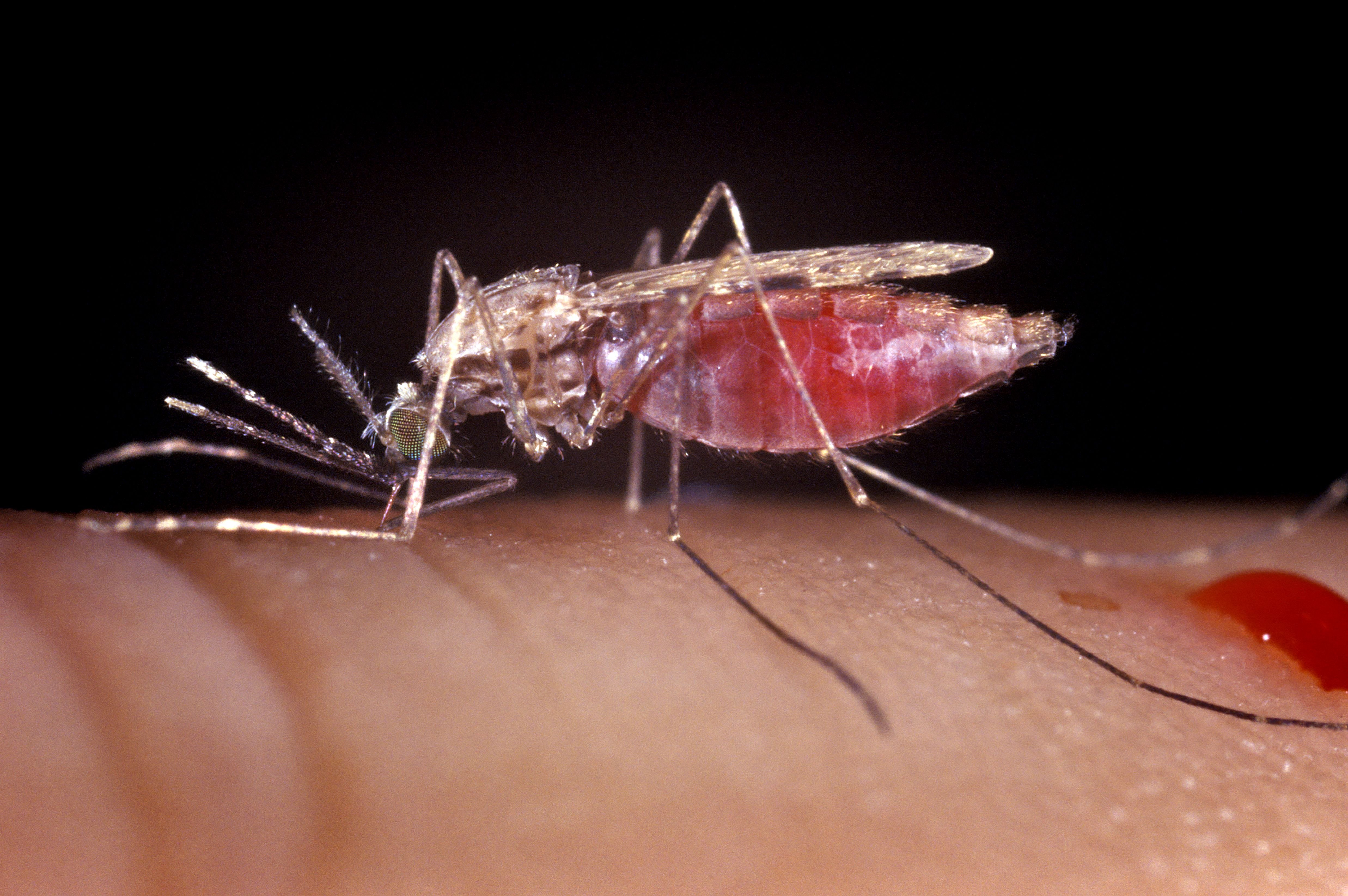 Малярия в домашних условиях. Малярийный Москит. Малярийный комар. Малярия комар. Комаров Anopheles.