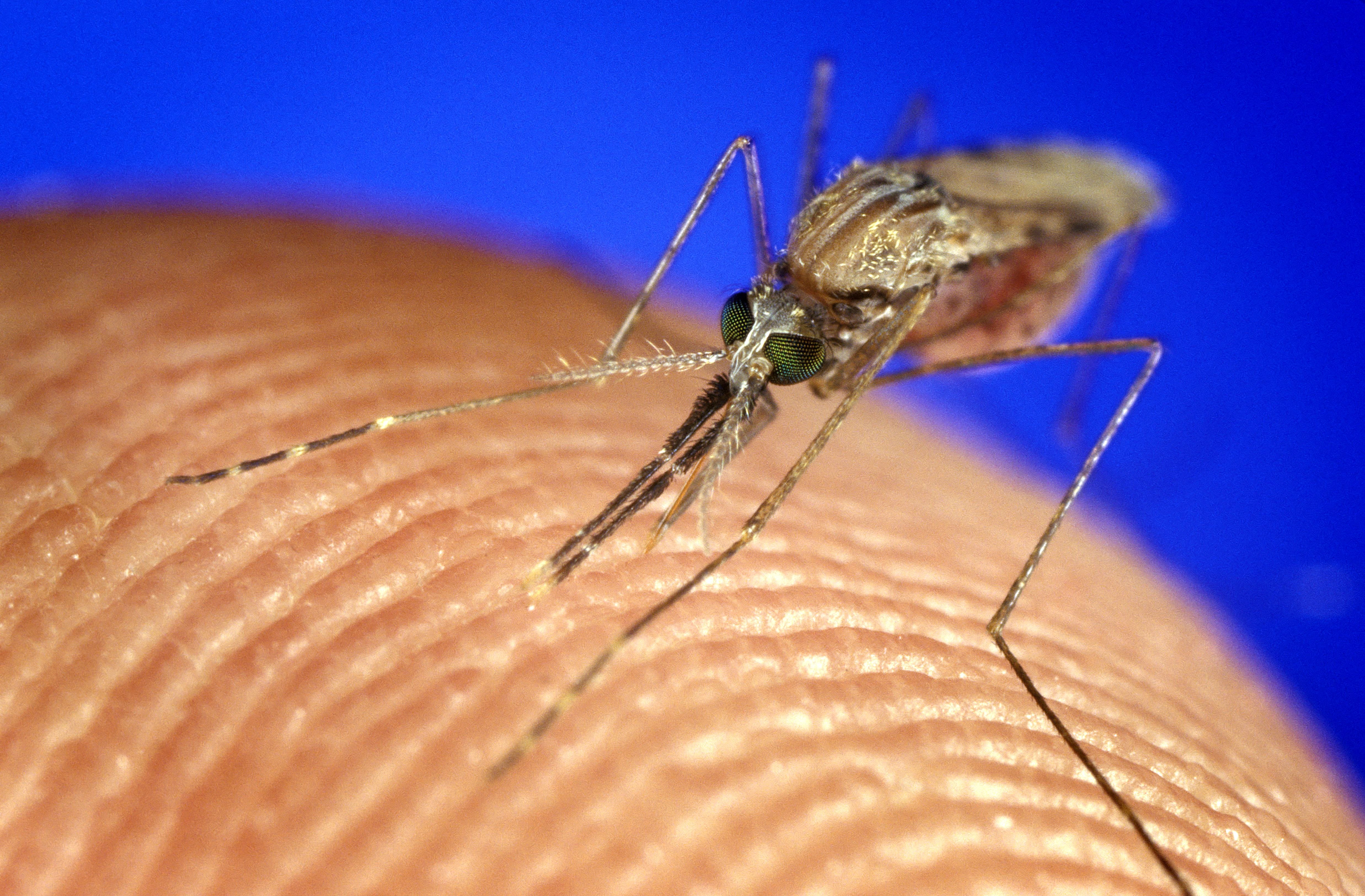 Сколько укусов комаров. Малярийный комар Anopheles. Малярийный Москит. Малярийный Москит анофелес. Комары Anopheles gambiae малярийные.