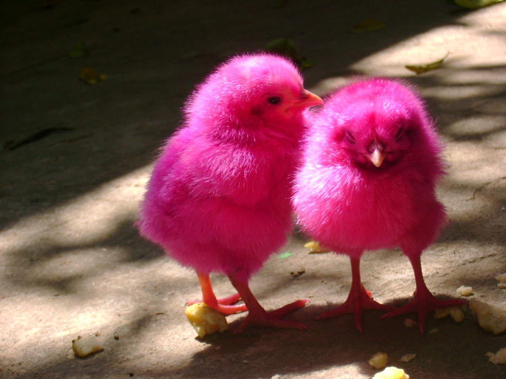 Красные птенцы. Разноцветные цыплята. Розовый цыпленок. Розовый птенец. Розовые куры.