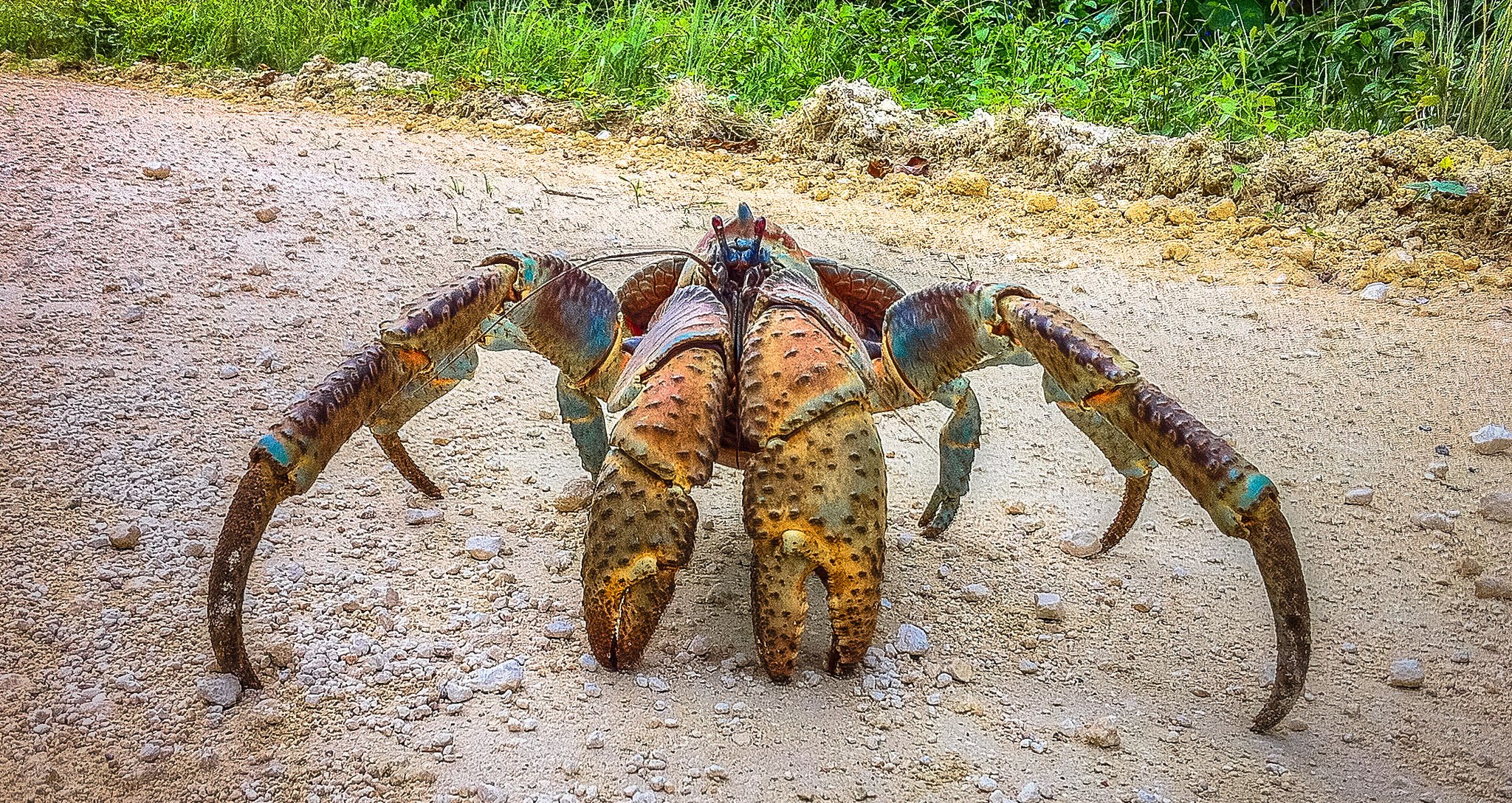 Пальмовый вор краб фото