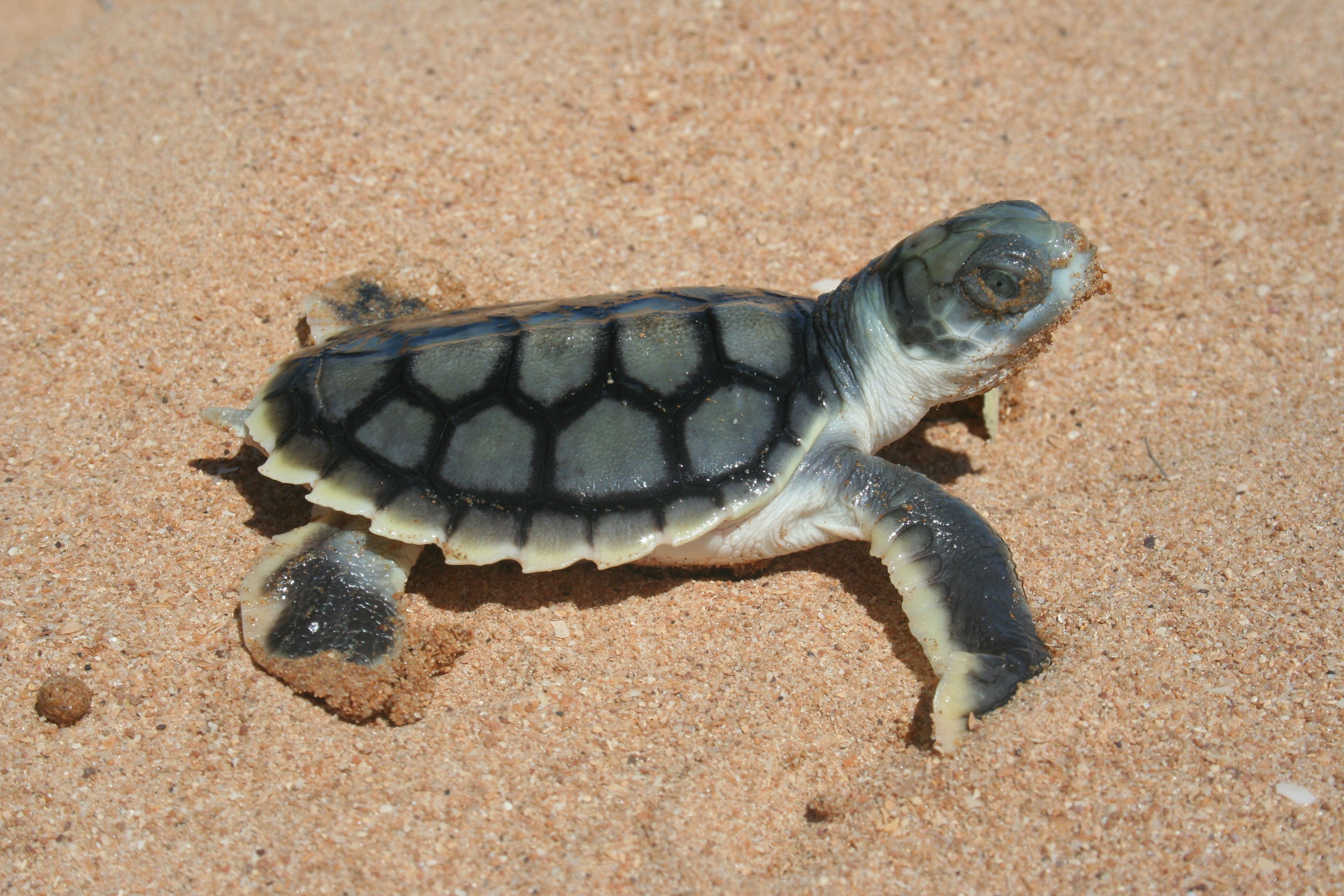 Какие черепахи относятся к морским. Мадагаскарская клювогрудая черепаха. Суматранская черепаха. Какуана черепаха. Скрытошейные черепахи.