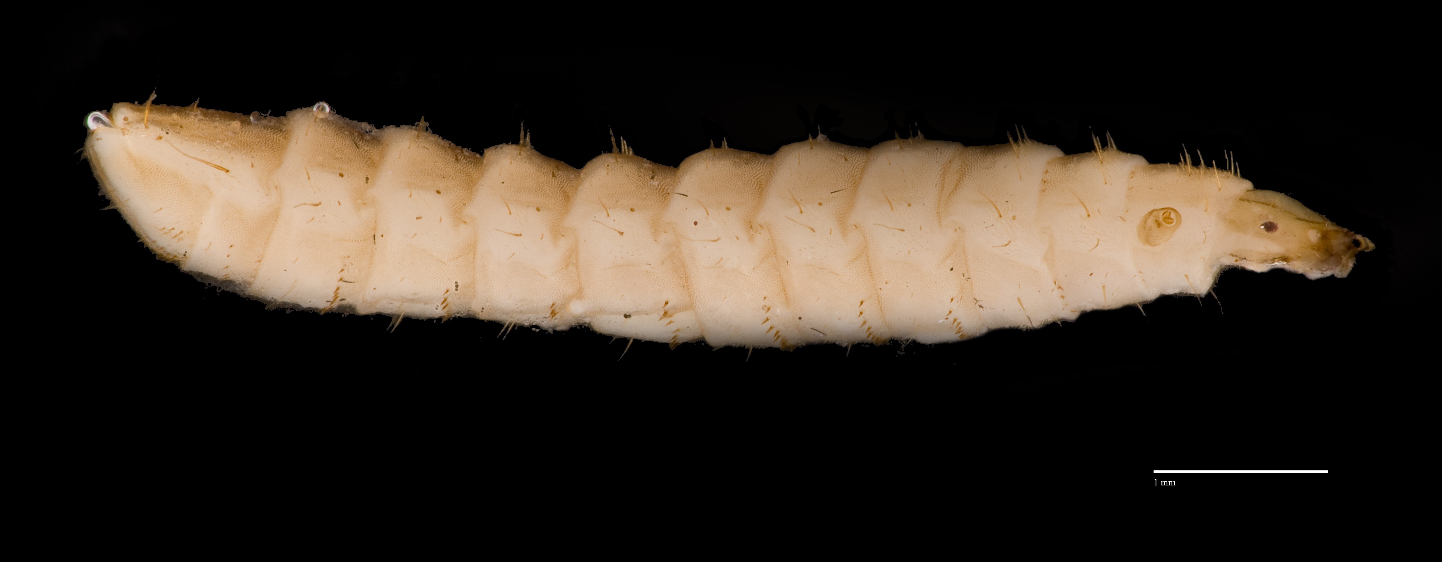 Личинка сухи. Urocerus Gigas Larvae. Личинка Черноморского катрана.