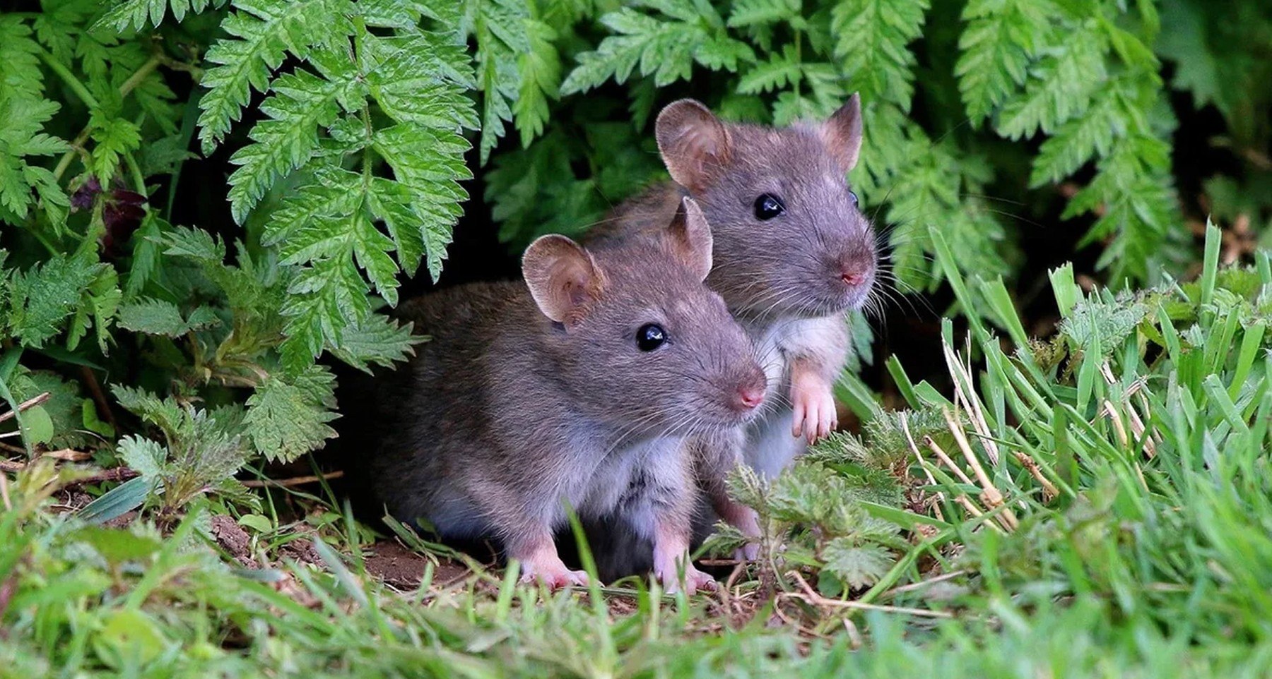 Взрослые мыши
