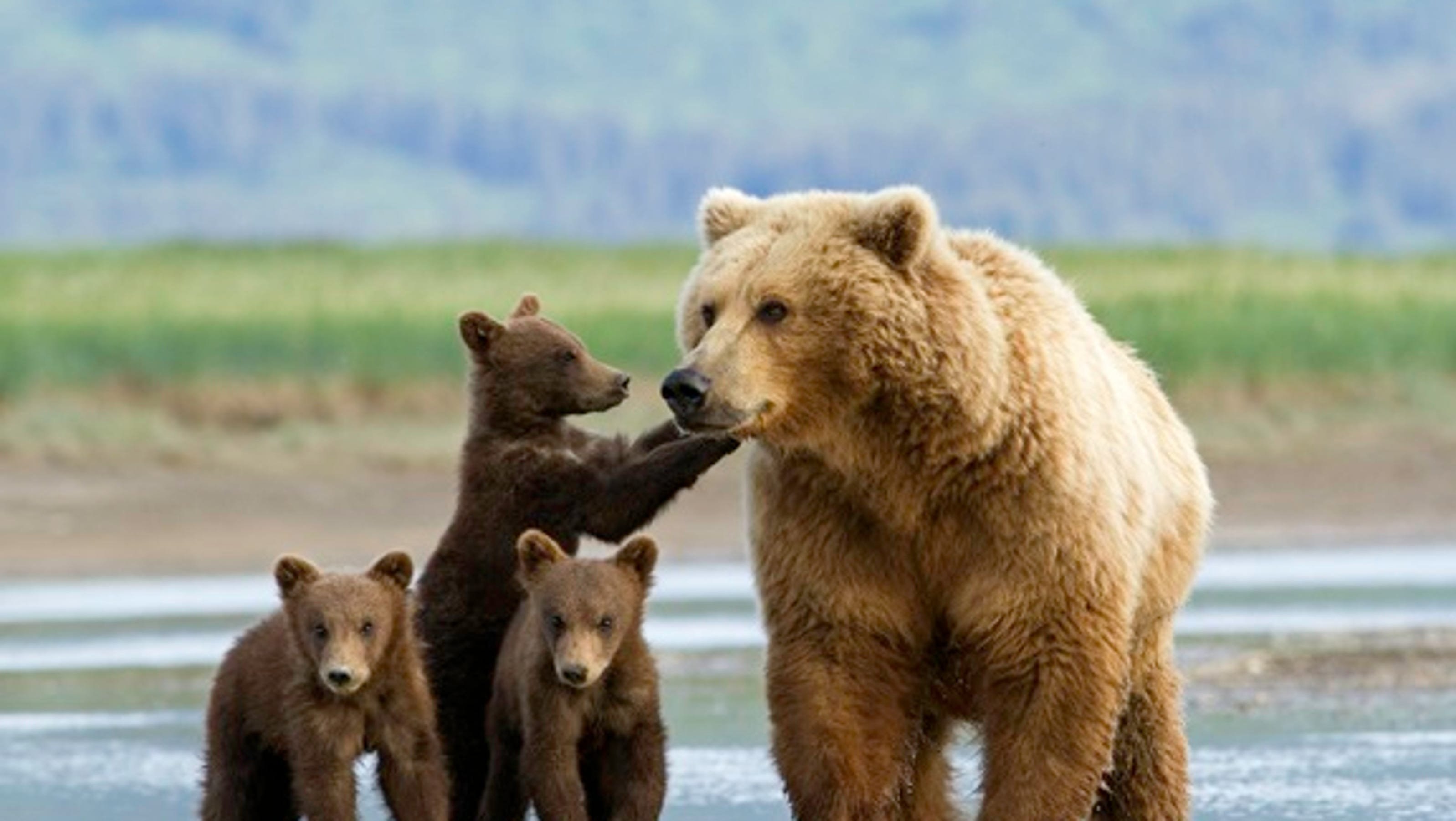 Группа бурого медведя. Медведь Гризли. Медведь Гризли и бурый медведь. Гризли бурый белый медведь. Медведь Гризли с медвежатами.