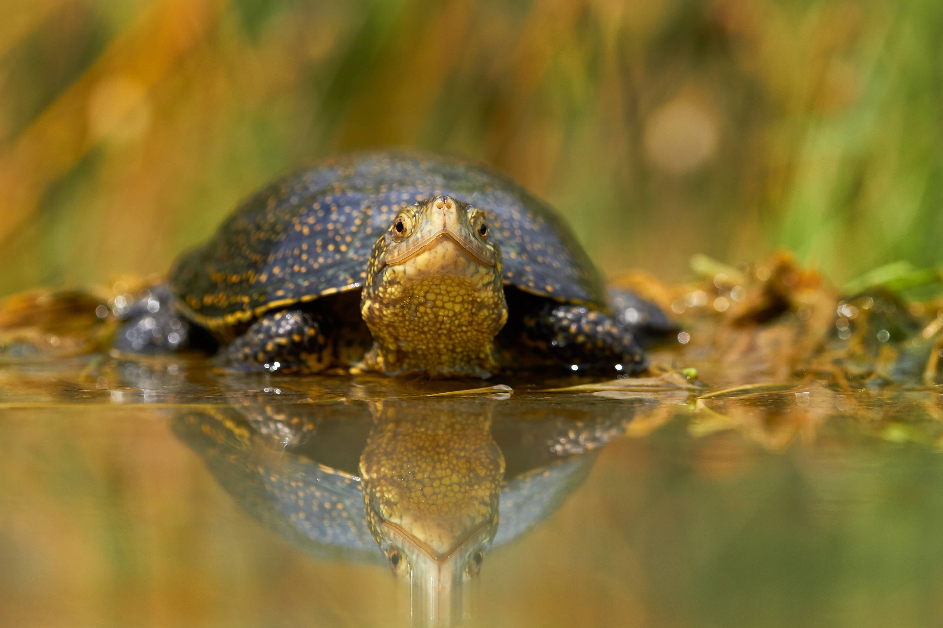Болото черепахи. Колхидская Болотная черепаха. Европейская Болотная черепаха. Среднеазиатская Болотная черепаха. Черепашата Болотной черепахи.