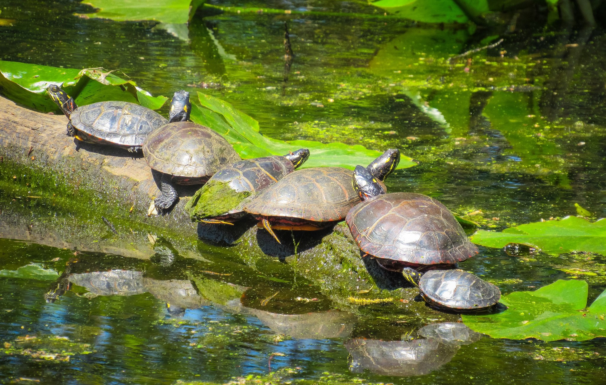 Болото черепахи. Европейская Болотная черепаха. Популяция Болотной черепахи. Черепашье болото в Оренбургской области. Черепашата Болотной черепахи.