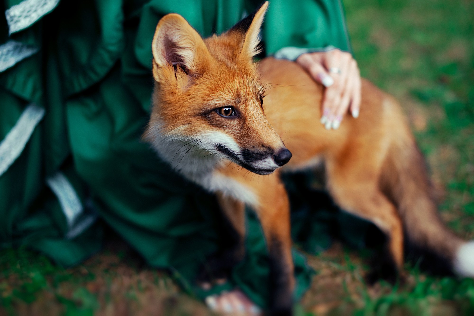 P fox