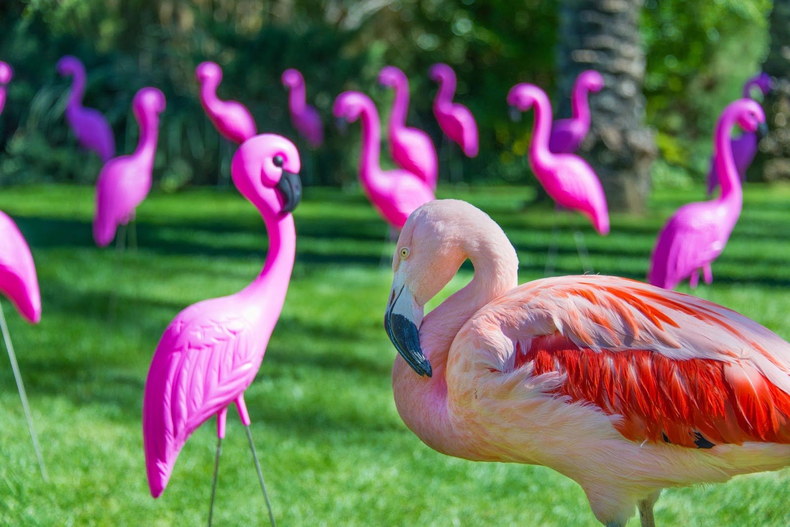 Какое животное розовое. Андский Фламинго. Африканский Фламинго. Розовый Фламинго. Фламинго символ.