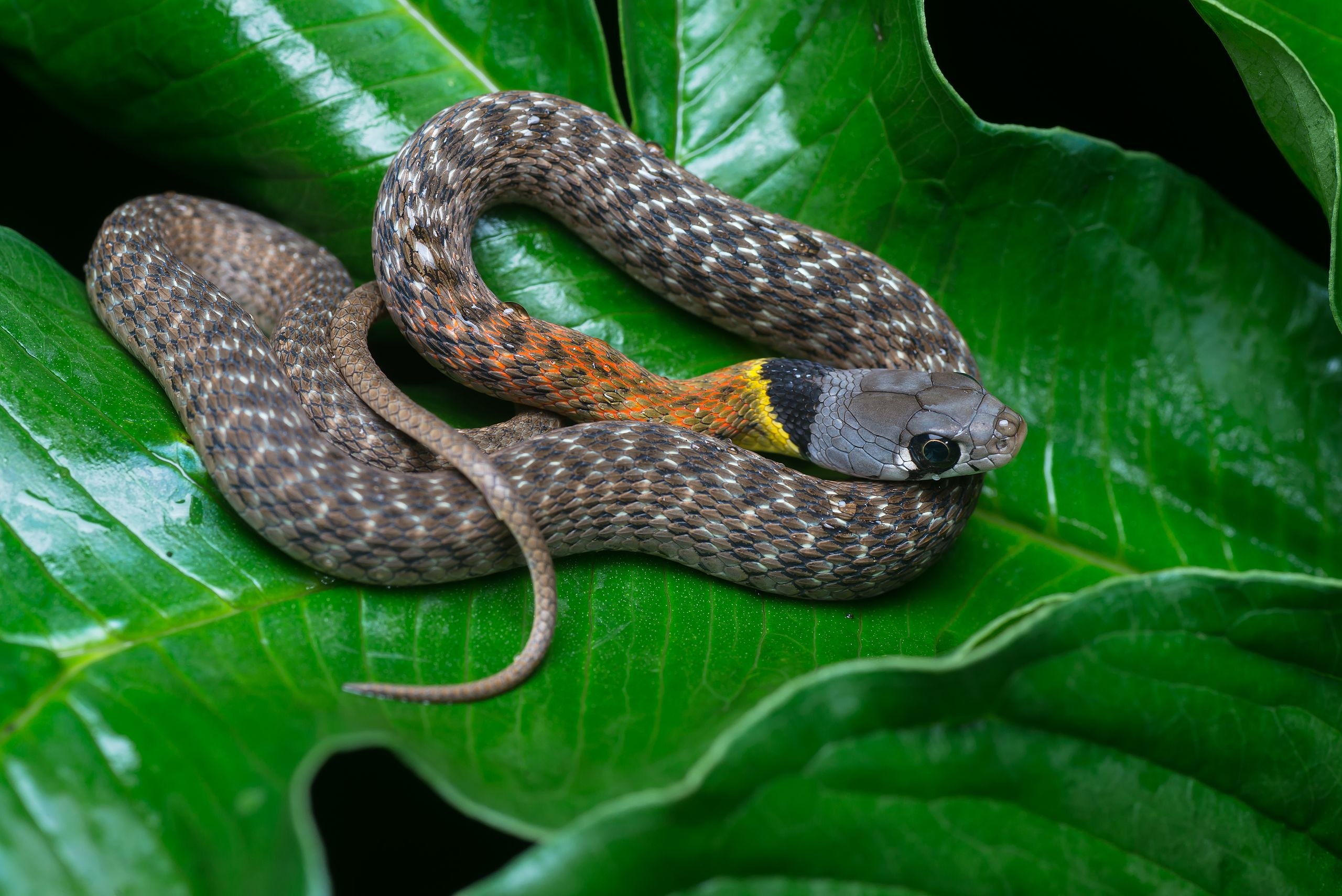 Природа ядовитых змей. Уж обыкновенный - змея неядовитая. Малайский кустарниковый уж. Полоз обыкновенный. Обыкновенный уж Ужеобразные.