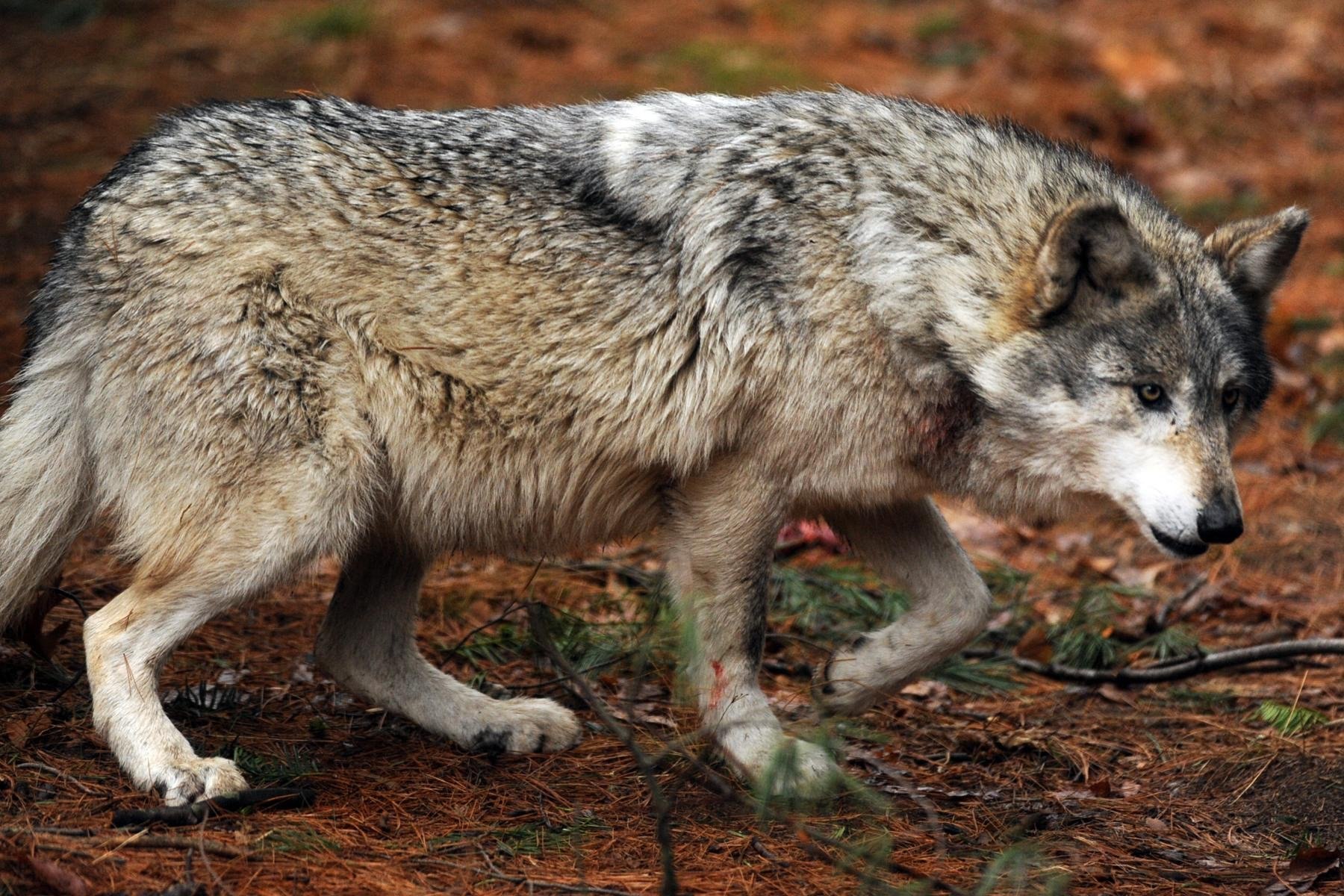 Волк точка ру. Мосбахский волк. Лобо волк. Волк canis Lupus. Мексиканский Лобо.