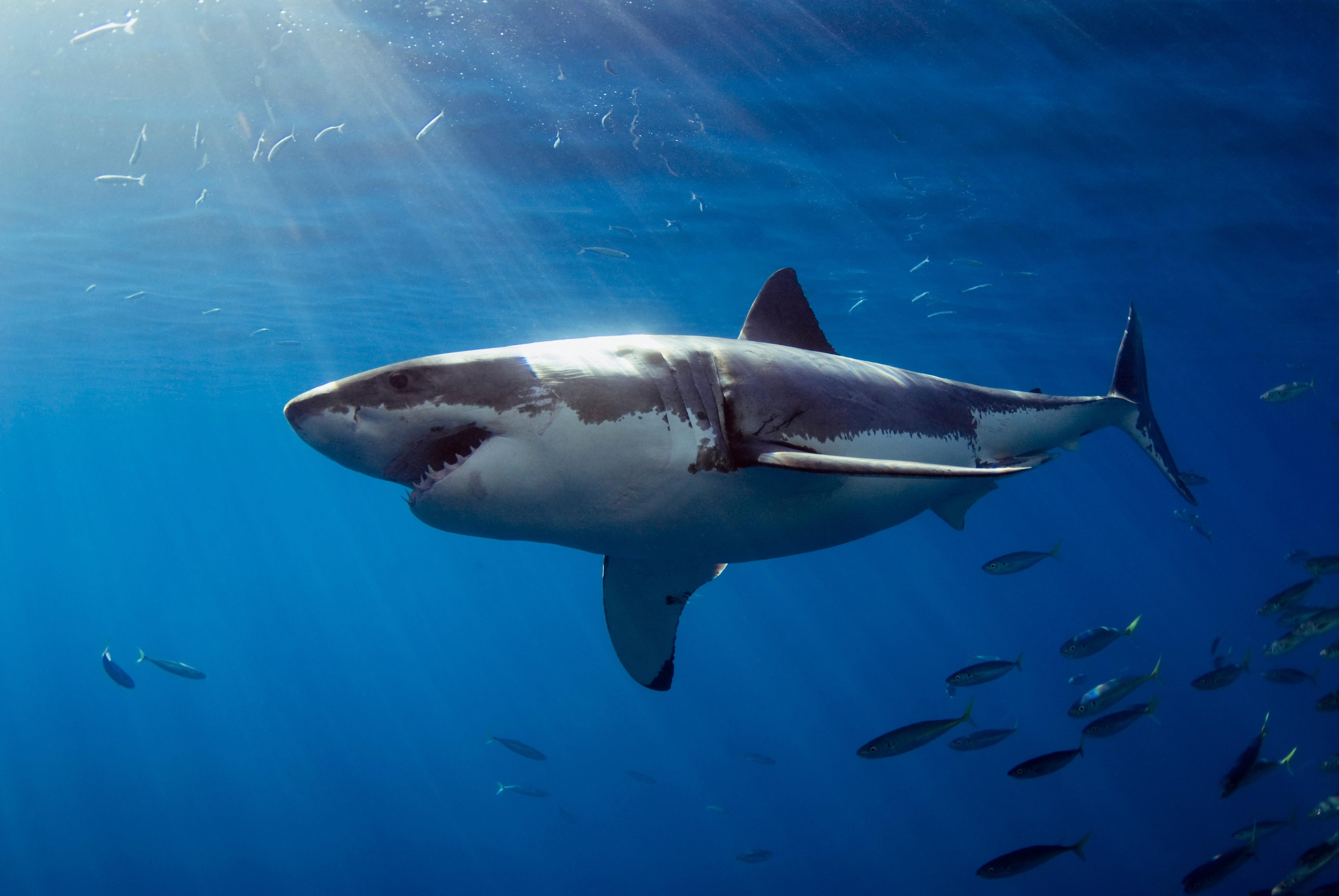 Купить акулу живую. Белая акула кархародон. Акула МЕГАЛОДОН. МЕГАЛОДОН И белая акула. Красное море акулы МЕГАЛОДОН.
