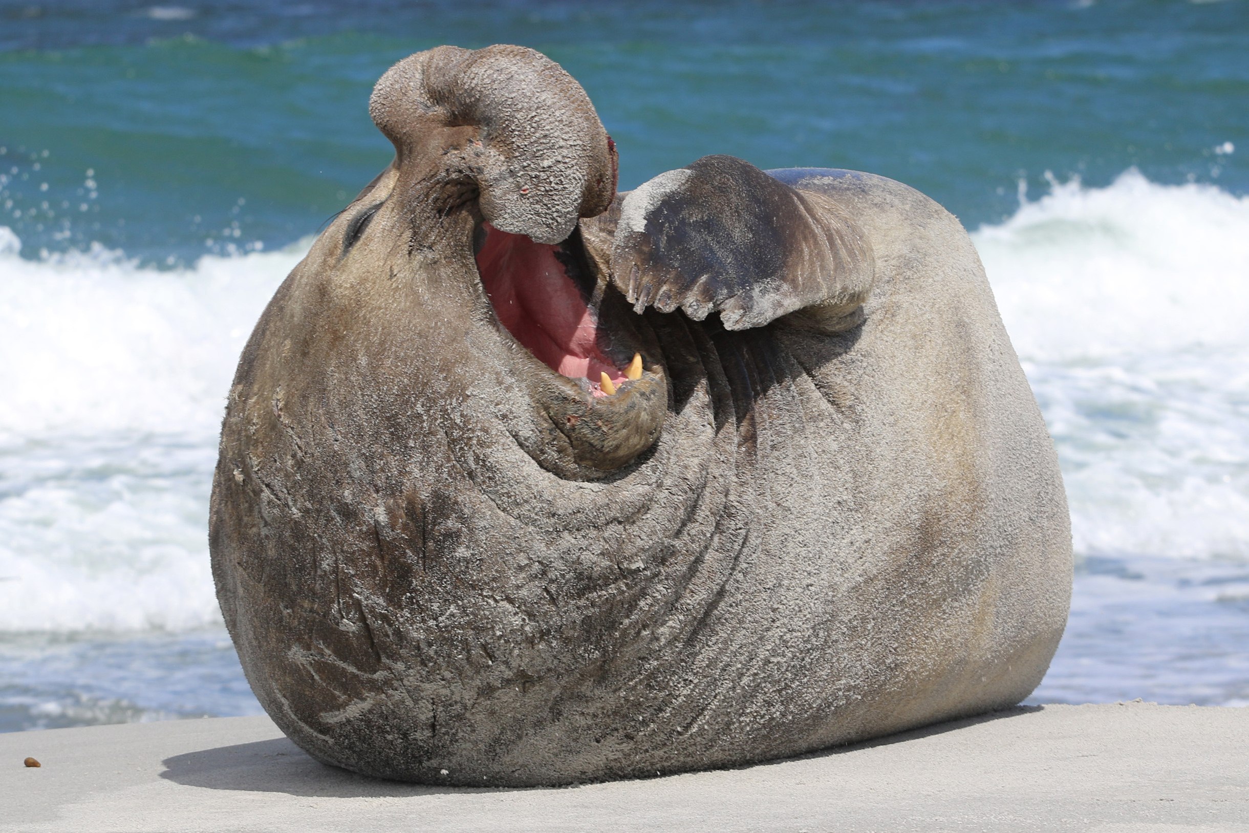 Elephant seal. Ластоногие морской слон. Южный морской слон в Антарктиде. Тюлень морской слон. Тюлень Южный морской слон.