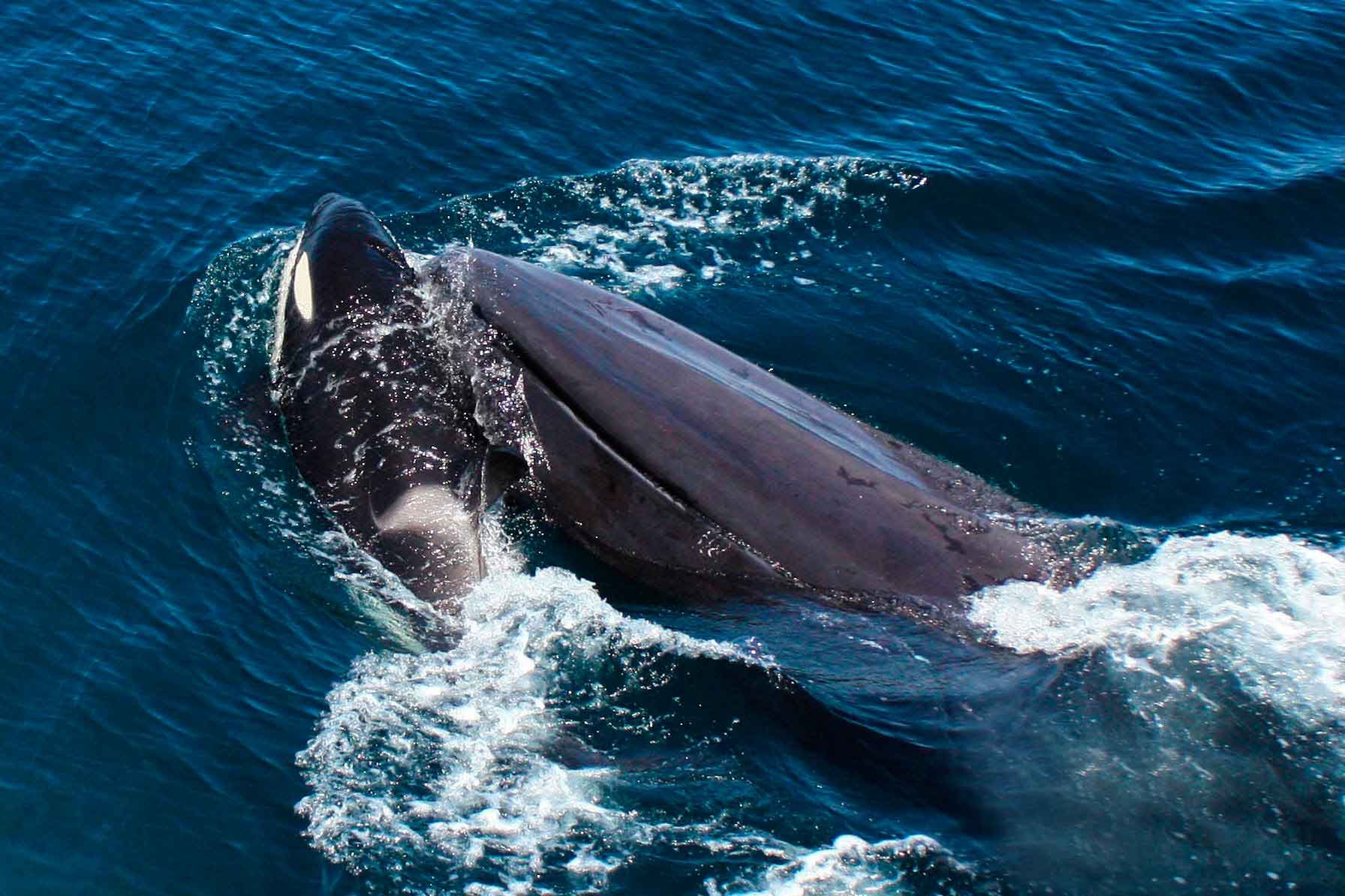 Самое крупное современное животное синий кит. Кит Кашалот Касатка. Синий кит (голубой кит). Китообразные синий кит. Синий кит блювал.