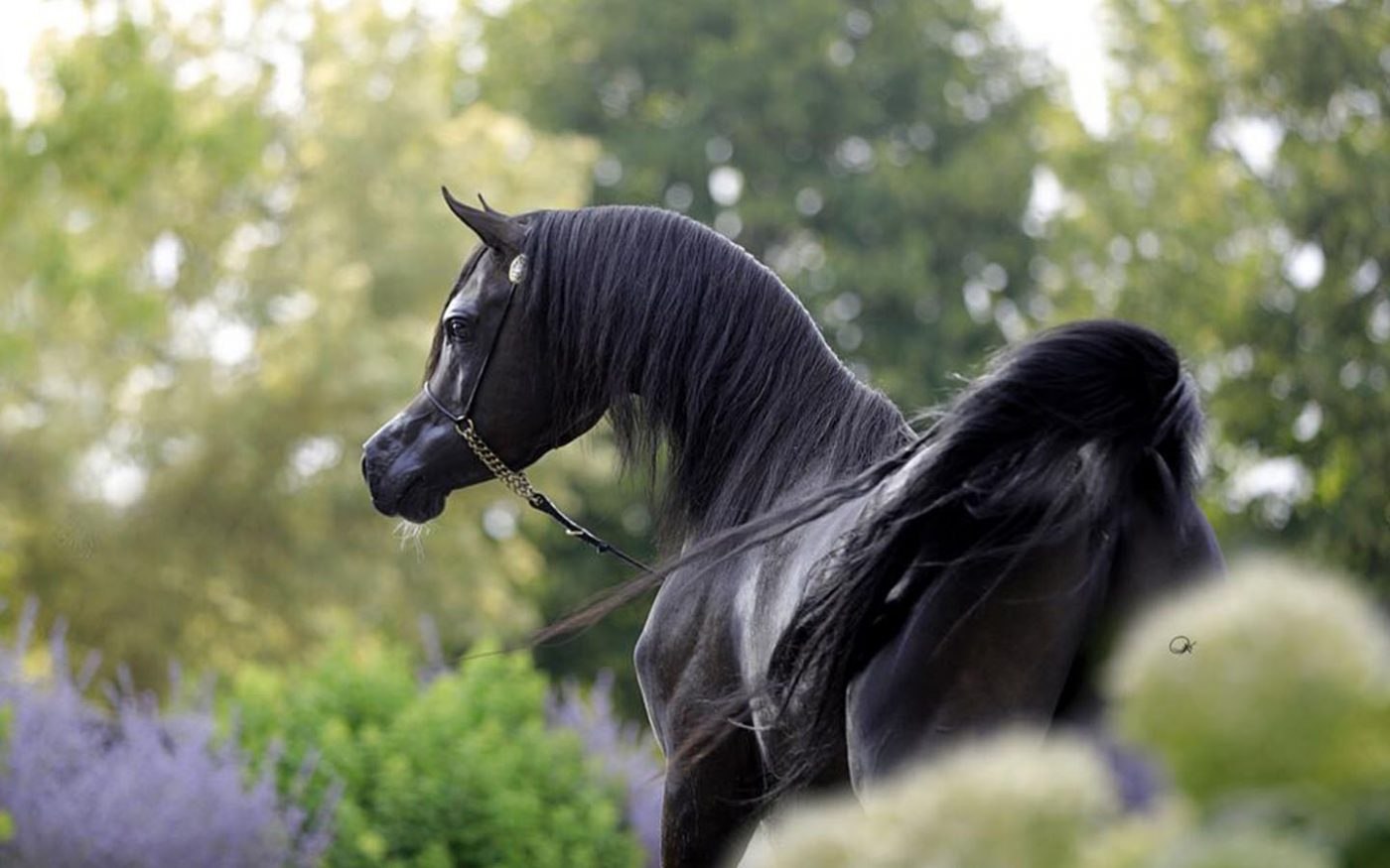Черный конь песня. Арабская чистокровная лошадь Вороная. Арабская лошадь Вороная. Верховая арабская лошадь Дахман. Вороная арабская кобыла.