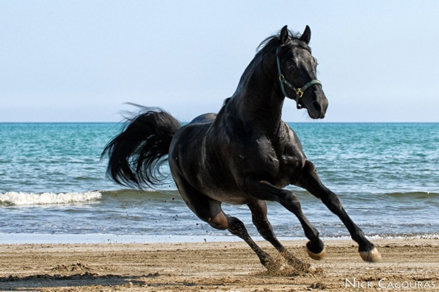 Сонник черная лошадь. Улокчи отлар. Арабская лошадь гнедая. Лошадь арабский скакун Мустанг. Фризская лошадь галоп.