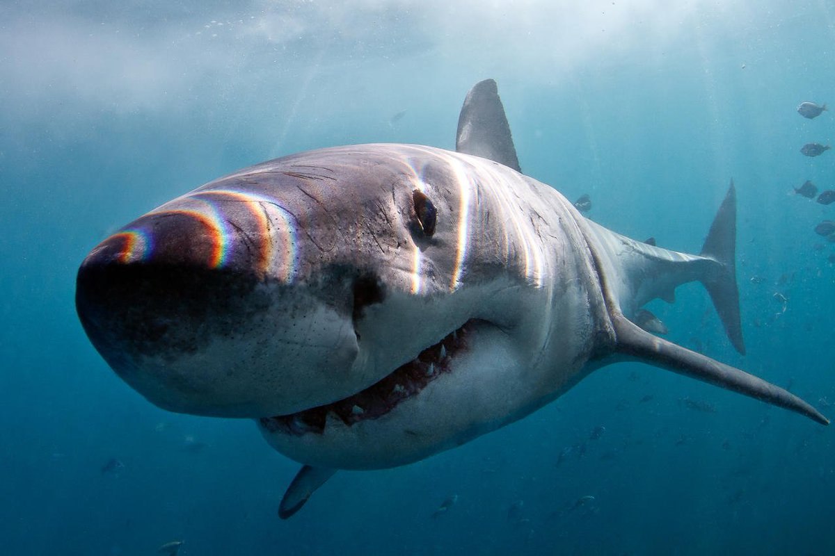 Головастая акула фото