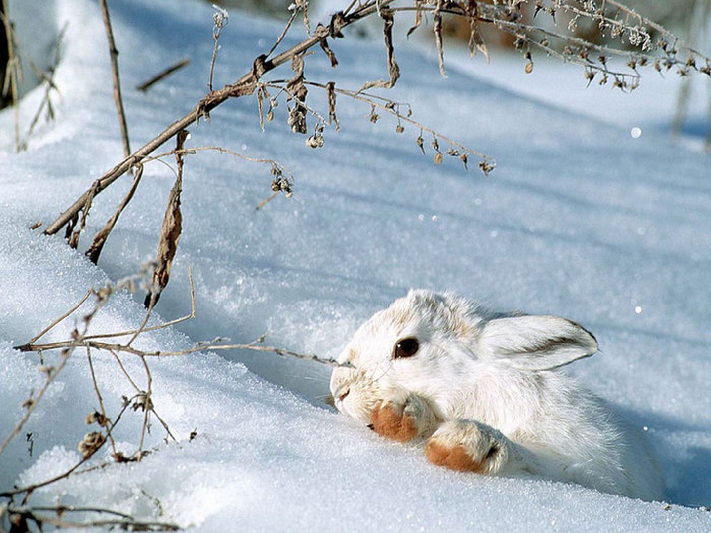 Животные перед зимой. Заяц Беляк с зайчатами. Заяц Беляк в лесотундре. Звери зимой.