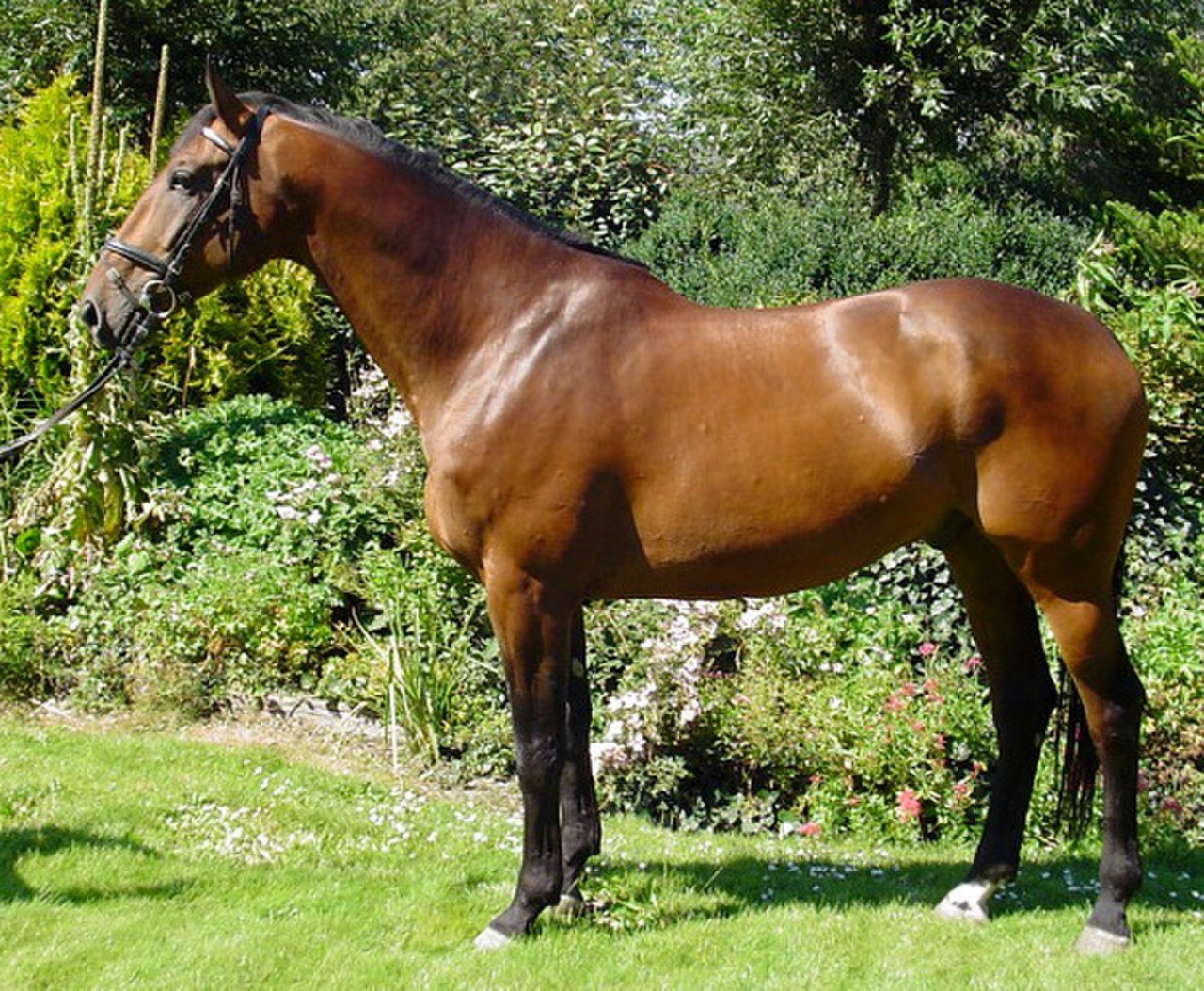 Каштановая лошадь. Голландская теплокровная лошадь. Гронингенская порода лошадей. Голландская упряжная лошадь. Ирландская теплокровная лошадь.