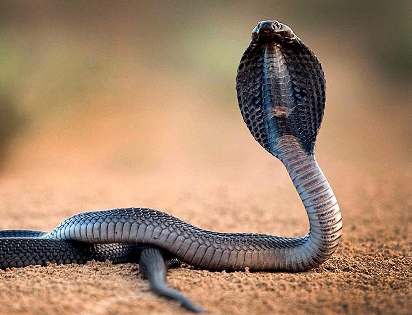 Змея 1 часть. Королевская Кобра Индонезия. Змея с капюшоном. Очковая змея. Кобра с капюшоном.