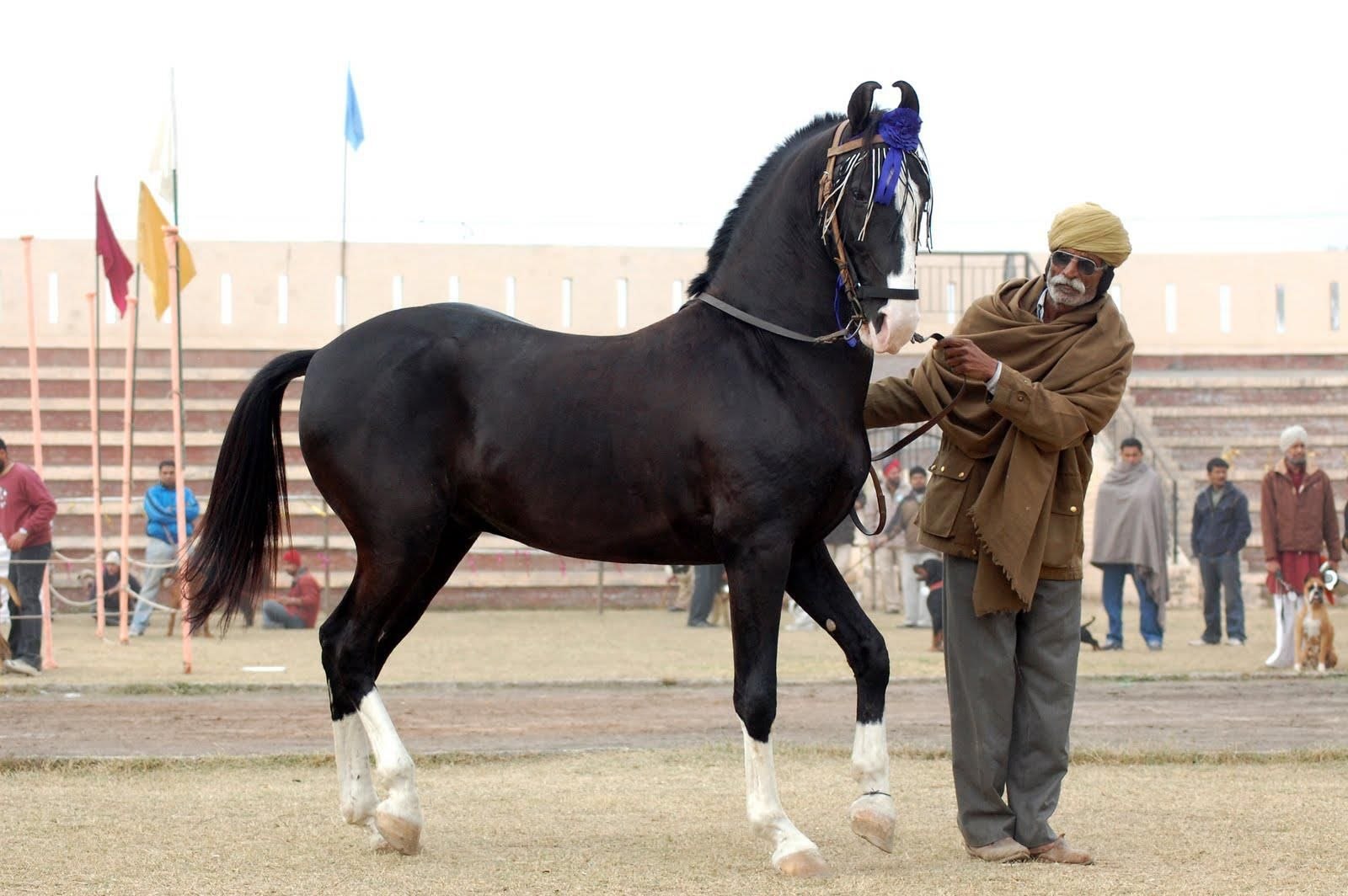 Indian horse. Лошади породы марвари. Индийские лошади марвари. Пегий марвари. Марвари экстерьер.