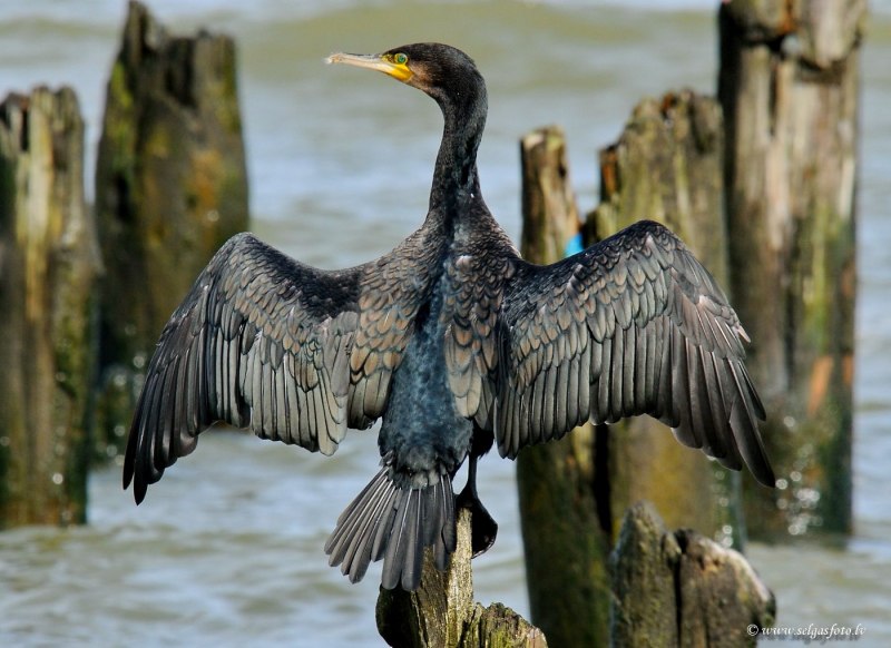 Phalacrocorax Carbo