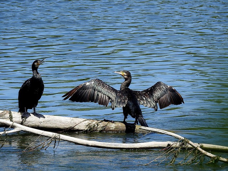 Phalacrocorax Carbo птица