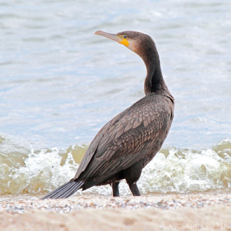 Phalacrocorax Carbo птица