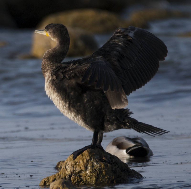 Phalacrocorax Carbo