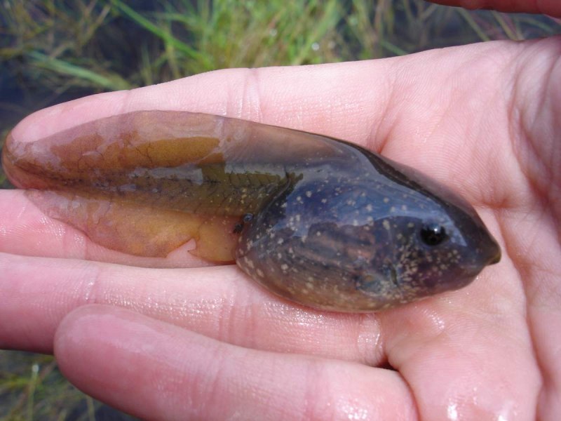 Pelobates fuscus головастик