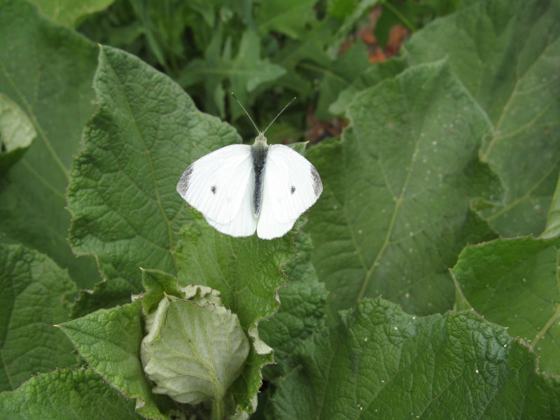 Pieris rapae гусеница