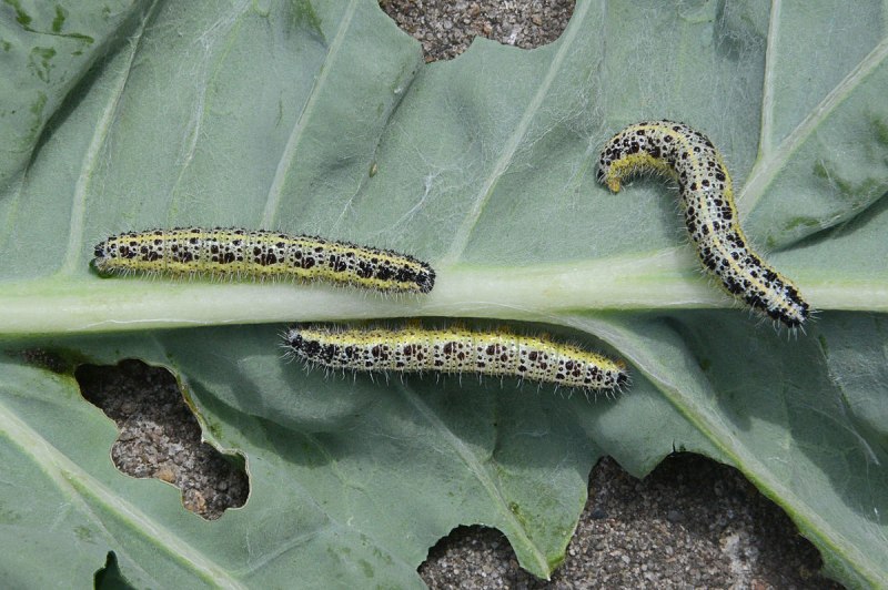 Pieris brassicae гусеница