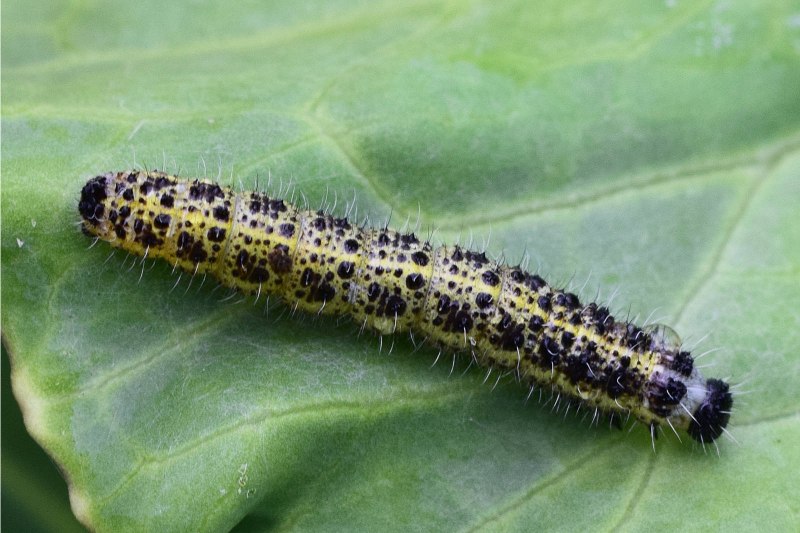 Pieris rapae гусеница
