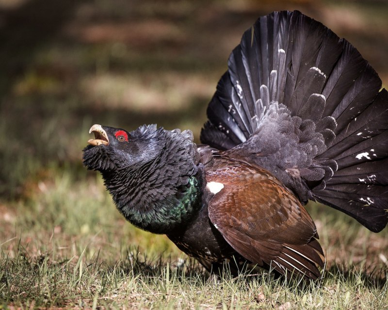 Глухарь (Tetrao urogallus)