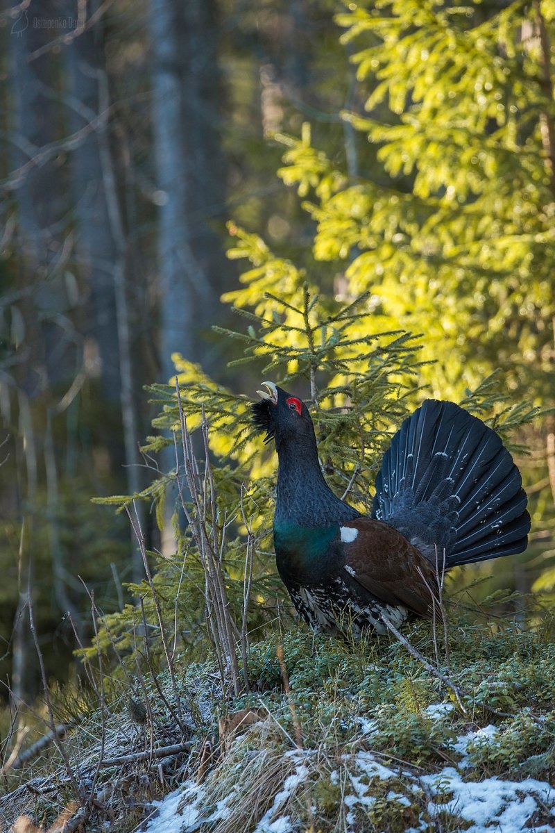 Глухарь (Tetrao urogallus)