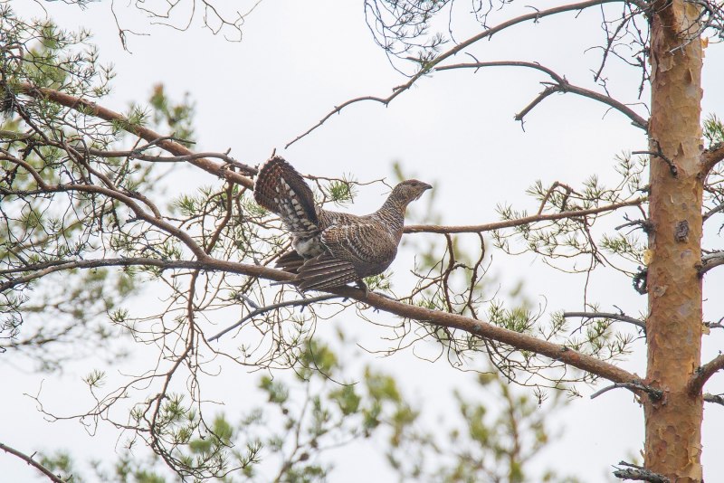 Глухарь - Capercaillie
