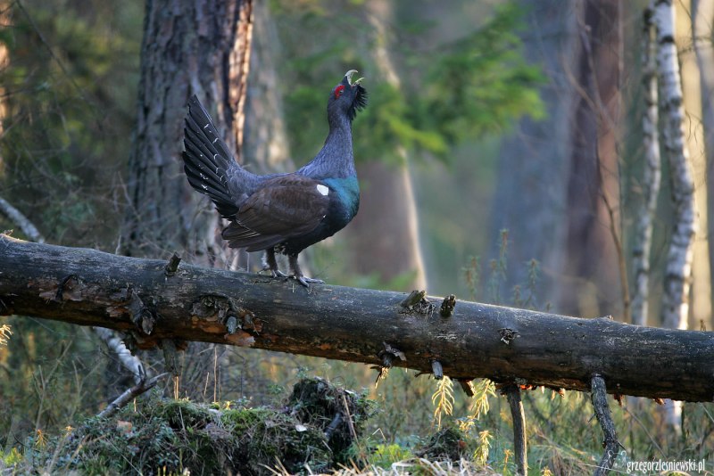 Каменный Глухарь (Tetrao parvirostris)