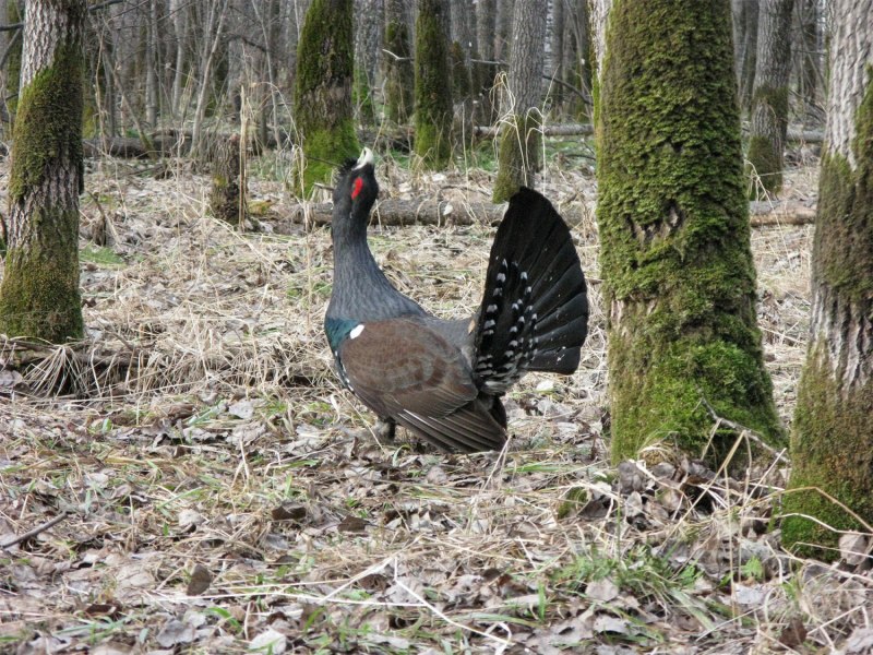 Глухарь - Capercaillie