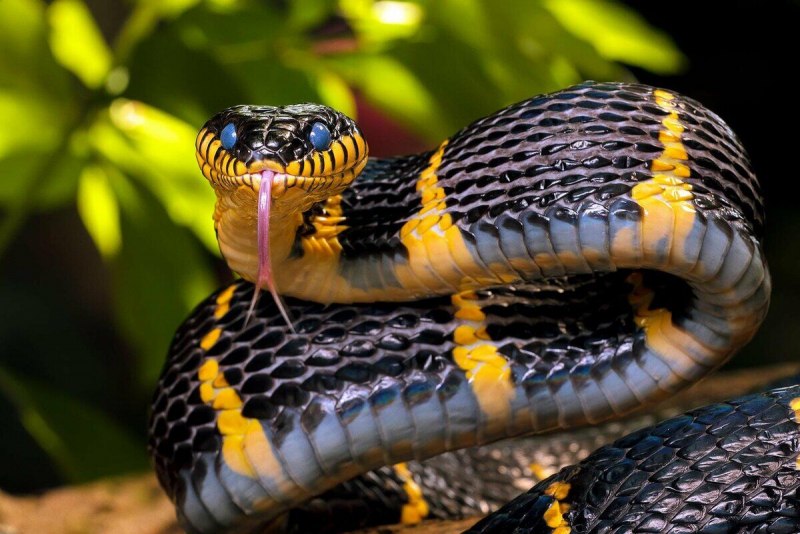 Boiga dendrophila annectens