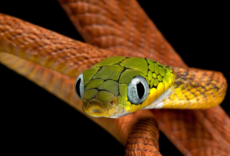 Как выглядит Mangrove Snake