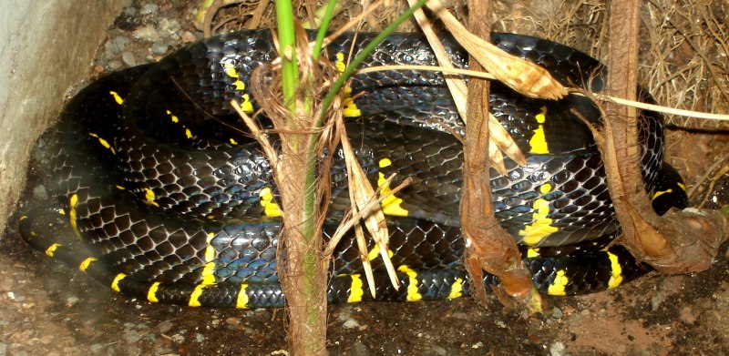 Укус Boiga dendrophila