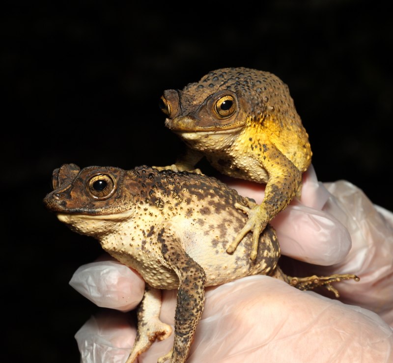 Peltophryne peltocephala