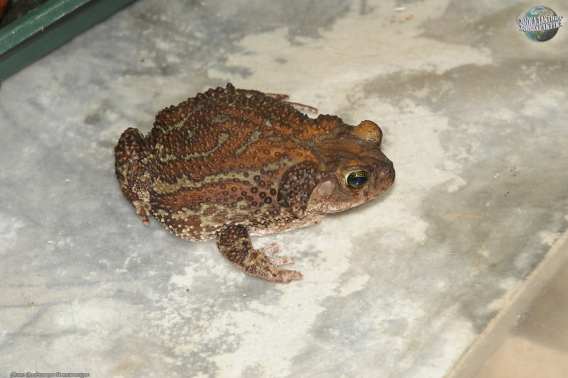 Peltophryne peltocephala