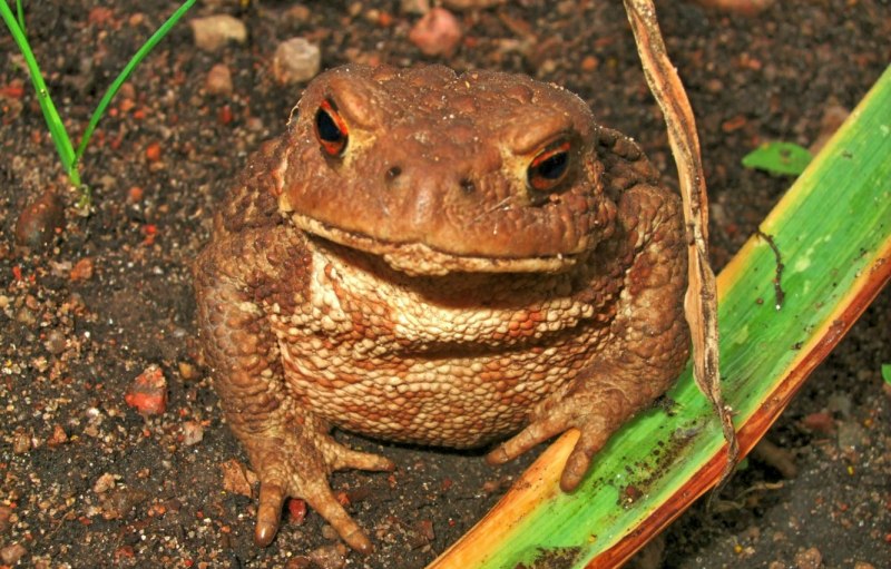 Peltophryne peltocephala