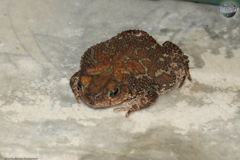 Peltophryne peltocephala