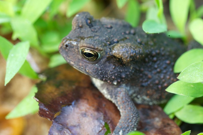 Two Green Tree Frogs