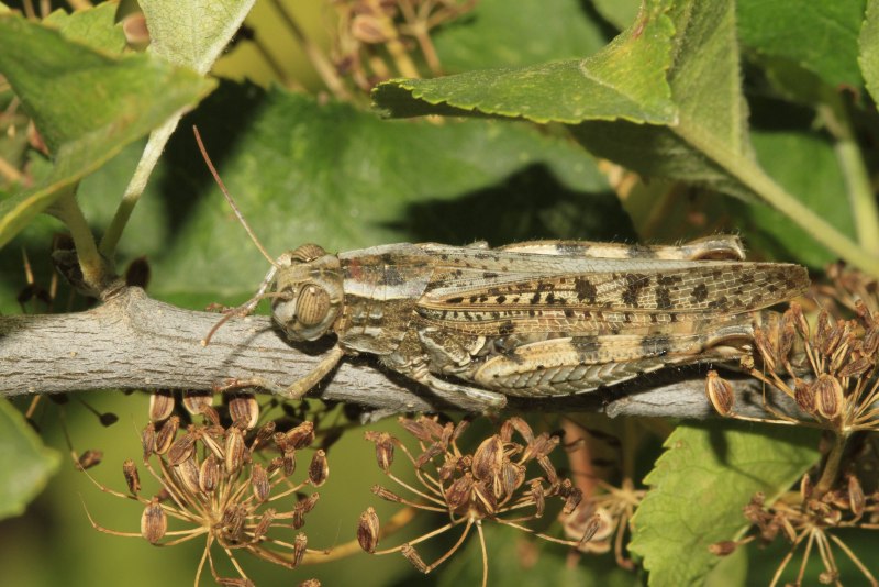 Calliptamus italicus l. – Прус итальянский