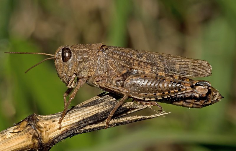 Calliptamus italicus